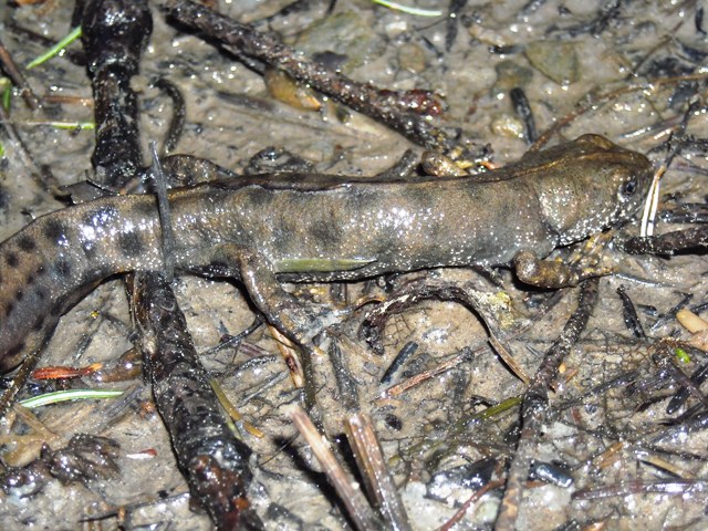 anfibi favolosi nel casentino